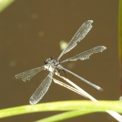 Austroargiolestes icteromelas (Common Flatwing) at Booth, ACT - 19 Feb 2019 by RodDeb