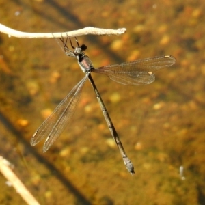 Synlestes weyersii at Rendezvous Creek, ACT - 19 Feb 2019 12:23 PM