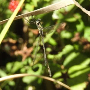 Synlestes weyersii at Rendezvous Creek, ACT - 19 Feb 2019 12:23 PM