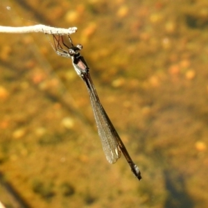 Synlestes weyersii at Rendezvous Creek, ACT - 19 Feb 2019 12:23 PM