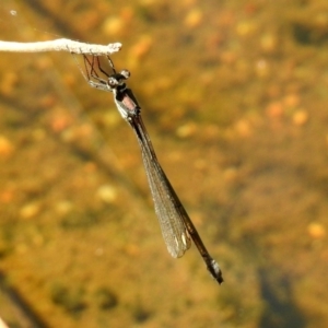 Synlestes weyersii at Rendezvous Creek, ACT - 19 Feb 2019