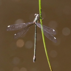 Synlestes weyersii (Bronze Needle) at Booth, ACT - 19 Feb 2019 by RodDeb