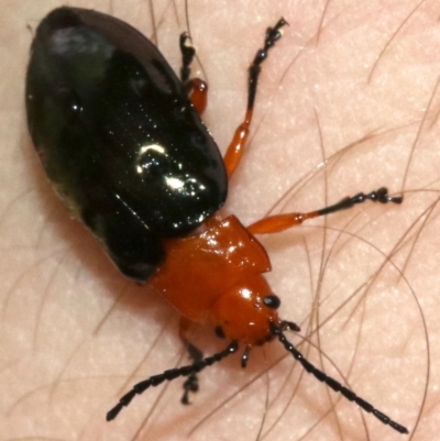 Lamprolina (genus) (Pittosporum leaf beetle) at Rosedale, NSW - 16 Feb 2019 by jb2602