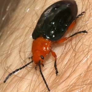 Lamprolina (genus) at Rosedale, NSW - 16 Feb 2019