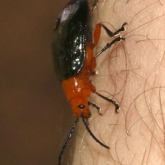 Lamprolina (genus) at Rosedale, NSW - 16 Feb 2019 12:12 PM