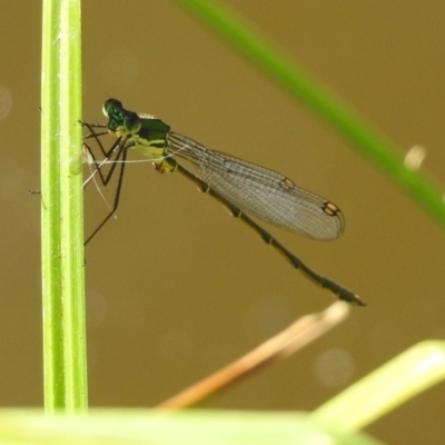 Synlestes weyersii (Bronze Needle) at Booth, ACT - 19 Feb 2019 by RodDeb