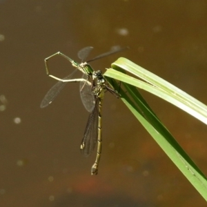 Synlestes weyersii at Booth, ACT - 19 Feb 2019 11:34 AM