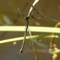 Synlestes weyersii at Booth, ACT - 19 Feb 2019