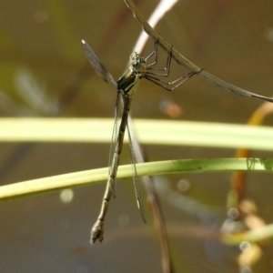 Synlestes weyersii at Booth, ACT - 19 Feb 2019 11:34 AM