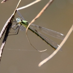 Synlestes weyersii at Booth, ACT - 19 Feb 2019 11:34 AM