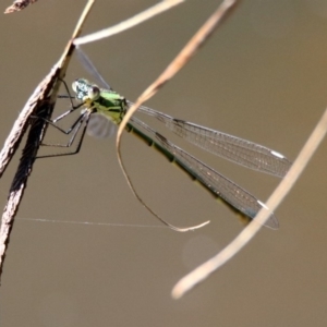 Synlestes weyersii at Booth, ACT - 19 Feb 2019 11:34 AM