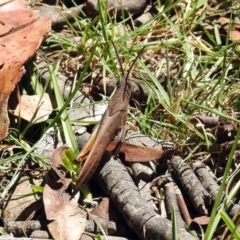 Goniaea sp. (genus) (A gumleaf grasshopper) at Namadgi National Park - 19 Feb 2019 by RodDeb