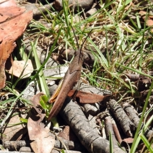 Goniaea sp. (genus) at Rendezvous Creek, ACT - 19 Feb 2019