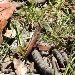 Goniaea sp. (genus) (A gumleaf grasshopper) at Rendezvous Creek, ACT - 19 Feb 2019 by RodDeb
