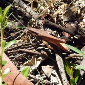 Goniaea sp. (genus) at Rendezvous Creek, ACT - 19 Feb 2019