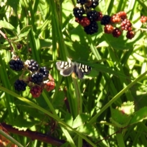 Phalaenoides tristifica at Booth, ACT - 19 Feb 2019 11:16 AM