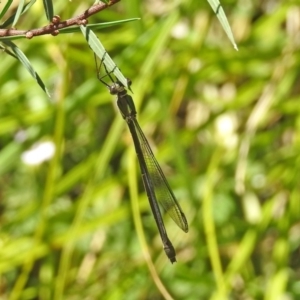 Synlestes weyersii at Rendezvous Creek, ACT - 19 Feb 2019 12:21 PM