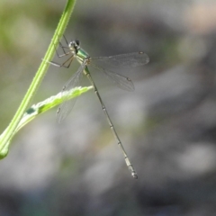 Synlestes weyersii (Bronze Needle) at Rendezvous Creek, ACT - 19 Feb 2019 by RodDeb