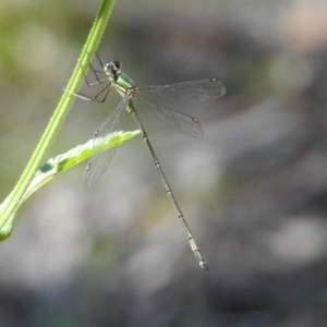 Synlestes weyersii at Rendezvous Creek, ACT - 19 Feb 2019 12:42 PM