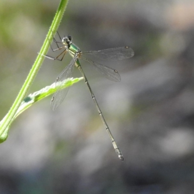 Synlestes weyersii at Rendezvous Creek, ACT - 19 Feb 2019 by RodDeb
