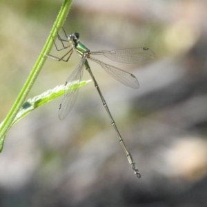 Synlestes weyersii at Rendezvous Creek, ACT - 19 Feb 2019