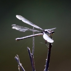 Diphlebia nymphoides (Arrowhead Rockmaster) at Booth, ACT - 19 Feb 2019 by RodDeb