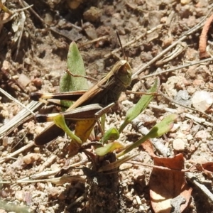 Caledia captiva at Rendezvous Creek, ACT - 19 Feb 2019 12:09 PM