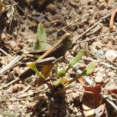 Caledia captiva (grasshopper) at Namadgi National Park - 19 Feb 2019 by RodDeb