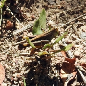 Caledia captiva at Rendezvous Creek, ACT - 19 Feb 2019 12:09 PM