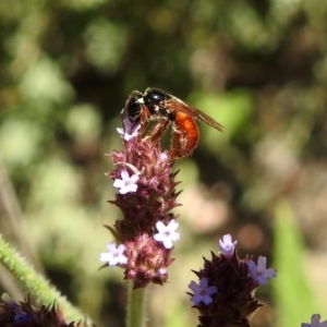 Exoneura sp. (genus) at Rendezvous Creek, ACT - 19 Feb 2019