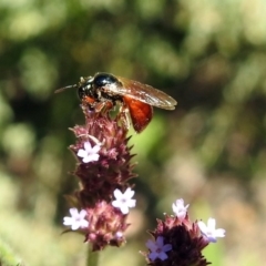 Exoneura sp. (genus) at Rendezvous Creek, ACT - 19 Feb 2019