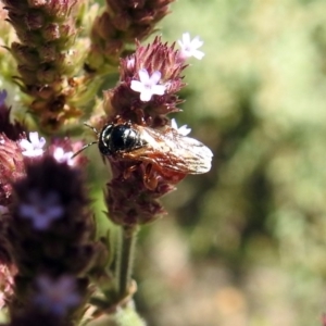 Exoneura sp. (genus) at Rendezvous Creek, ACT - 19 Feb 2019