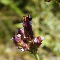 Exoneura sp. (genus) at Rendezvous Creek, ACT - 19 Feb 2019