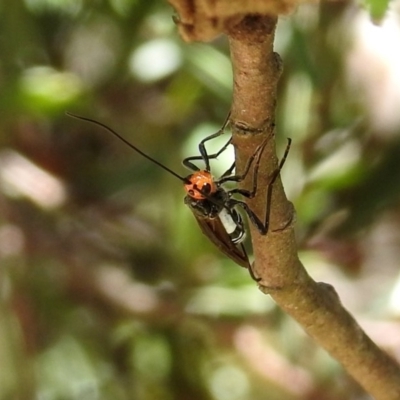 Braconidae (family) (Unidentified braconid wasp) at Namadgi National Park - 19 Feb 2019 by RodDeb