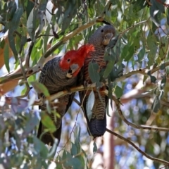 Callocephalon fimbriatum (Gang-gang Cockatoo) at Rendezvous Creek, ACT - 19 Feb 2019 by RodDeb