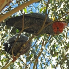 Callocephalon fimbriatum at Rendezvous Creek, ACT - 19 Feb 2019