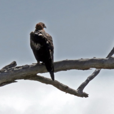Aquila audax (Wedge-tailed Eagle) at Calwell, ACT - 20 Feb 2019 by RodDeb