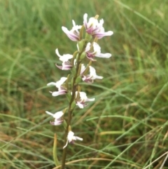 Prasophyllum alpestre (Mauve leek orchid) at Kosciuszko National Park, NSW - 26 Jan 2019 by BronClarke