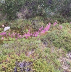 Stylidium montanum (Alpine Triggerplant) at Kosciuszko National Park, NSW - 26 Jan 2019 by BronClarke
