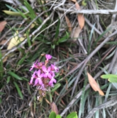 Stylidium armeria subsp. armeria (thrift trigger plant) at Kosciuszko National Park, NSW - 26 Jan 2019 by BronClarke