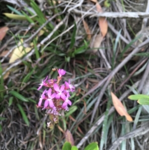 Stylidium armeria subsp. armeria at Kosciuszko National Park, NSW - 26 Jan 2019