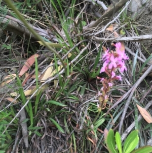 Stylidium armeria subsp. armeria at Kosciuszko National Park, NSW - 26 Jan 2019