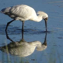 Platalea regia (Royal Spoonbill) at Jerrabomberra Wetlands - 13 Feb 2019 by roymcd