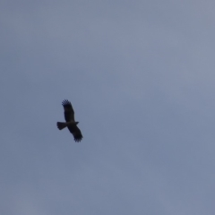 Haliastur sphenurus (Whistling Kite) at Fyshwick, ACT - 17 Feb 2019 by roymcd
