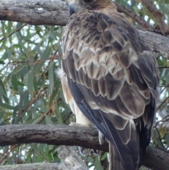 Hieraaetus morphnoides (Little Eagle) by roymcd