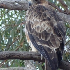 Hieraaetus morphnoides (Little Eagle) at Red Hill, ACT - 17 Feb 2019 by roymcd