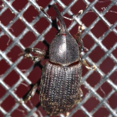 Unverified Weevil (Curculionoidea) at Rosedale, NSW - 14 Feb 2019 by jb2602