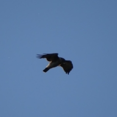 Hieraaetus morphnoides (Little Eagle) by roymcd