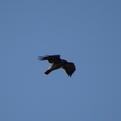 Hieraaetus morphnoides (Little Eagle) at Garran, ACT - 19 Feb 2019 by roymcd