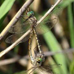 Hemicordulia australiae (Australian Emerald) at Paddys River, ACT - 19 Feb 2019 by roymcd